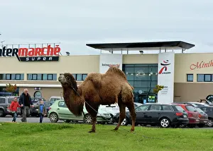 Camel: 80190019 Camel - in French car park. Unexpected