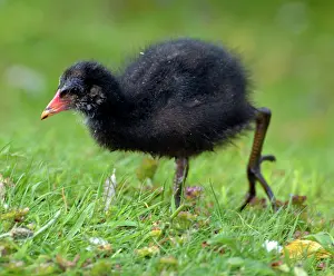 Chloropus: 80190020 Moorhen - chick Gallinula chloropus Pat