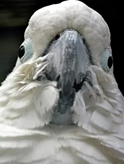 Cockatoo: 80190021 Cockatoo - portrait Australia Cacatua galerita