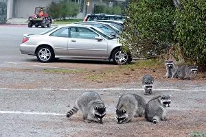Raccoons: 80190022 Raccoons - in Golf Club car park California