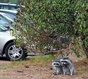 Raccoons: 80190023 Raccoons - in Golf Club car park California