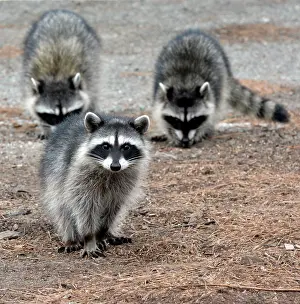 Raccoon: 80190024 Raccoon - family - in Golf Club car park