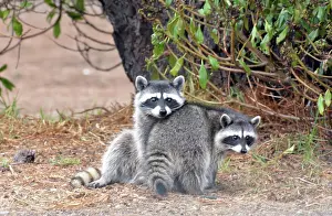 Raccoons: 80190025 Raccoons - in Golf Club car park California