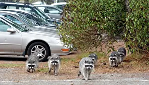 Raccoons: 80190026 Raccoons - in Golf Club car park California