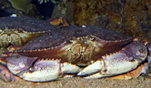 Beds: 80190027 Dungeness Crab - inhabits sea grass beds