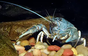 Danube: 80190029 Narrow-clawed Crayfish (aka the Danube