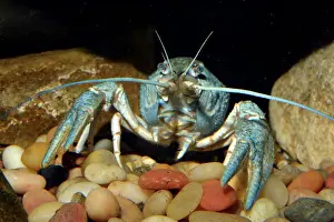 Danube: 80190030 Narrow-clawed Crayfish (aka the Danube