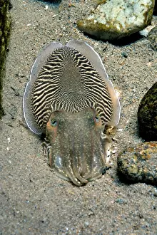 Molluscs: 80190031 Cuttlefish - European seas. Sepia officinalis