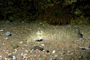 Half: 80190032 Cuttlefish - half buried on seabed - European