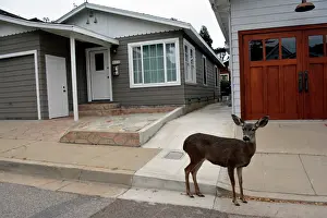 Mule: 80190033 Mule Deer - in suburban street Monterey