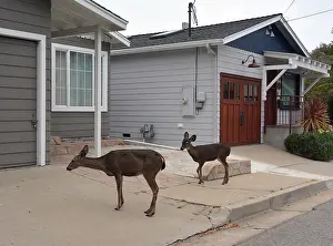 Mule: 80190034 Mule Deer - in suburban street Monterey