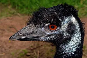 Senses: 80190036 Emu Australia Dromaius novaehollandiae