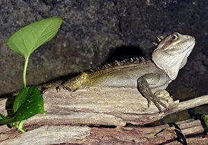 Dragon: 80190037 Forest Dragon - an extremely rare lizard