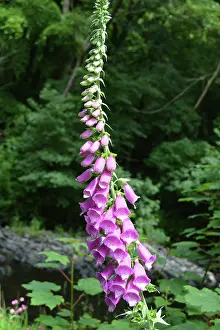 Digitalis: 80190039 Foxglove - native British flower Digitalis