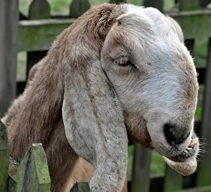 Goat: 80190043 Goat Capra (domestic) Pat Morris All images