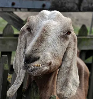 Goat: 80190044 Goat Capra (domestic) Pat Morris All images