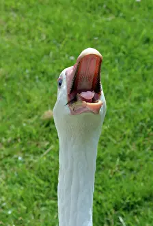 Shouting: 80190045 Domestic Sebastopol Goose - shouting