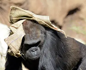 Sack: 80190047 Gorilla - playing with sack as clothing