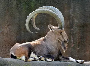 Capra: 80190050 Nubian Ibex - Adult male Capra nubiana