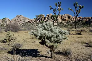 Joshua: 80190051 Joshua Tree National Park southern California