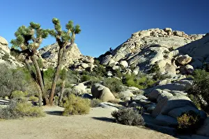 Joshua: 80190052 Joshua Tree National Park southern California