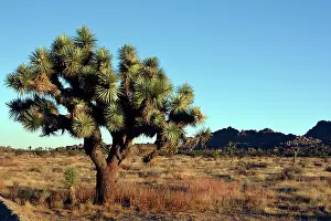 Mojave: 80190053 Joshua Tree Mojave Desert Yucca brevifolia
