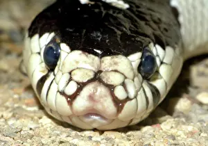 Kingsnake: 80190054 Common Kingsnake - a harmless species of
