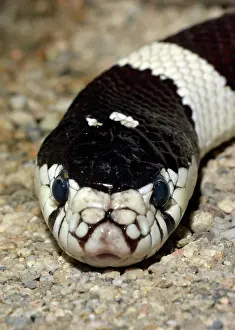 Pat Morris: 80190055 Common Kingsnake - a harmless species of