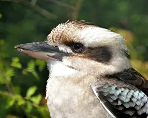 Pat Morris: 80190056 Blue-winged Kookaburra - northern Australia