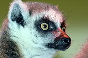 Ring: 80190057 Ring-tailed Lemur Madagascar Lemur catta