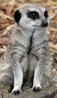 Morris: 80190059 Meerkat Suricata suricata Pat Morris All