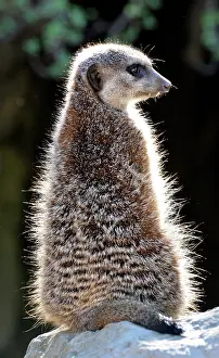 Warmth: 80190060 Meerkat - basking in the early morning