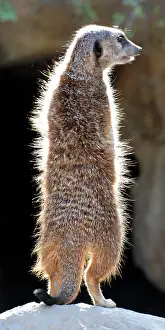 Warmth: 80190061 Meerkat - lookout basking in the early