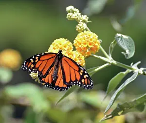 Monarch: 80190064 Monarch Butterfly California USA Danaus