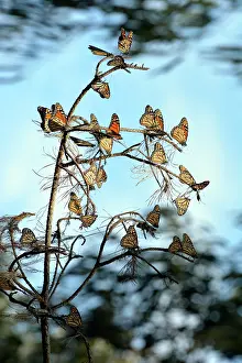 Monarch: 80190065 Monarch Butterflies - hibernating Pacific