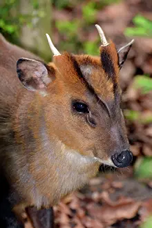 Showing: 80190066 Muntjac Deer - showing facial glands. Muntioacus