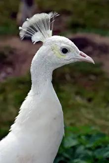 Peacock: 80190067 White Peacock Pavo cristatus Pat Morris