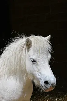 Morris: 80190068 White Pony Equus (domestic) Pat Morris