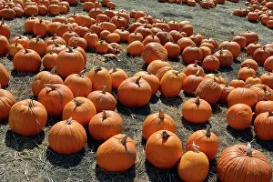 Sale: 80190070 Halloween Pumpkins - for sale California
