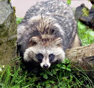Raccoon: 80190073 Raccoon Dog - originally from Eastern Asia