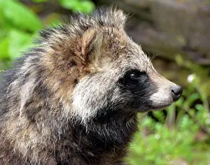 Raccoon: 80190074 Raccoon Dog - originally from Eastern Asia