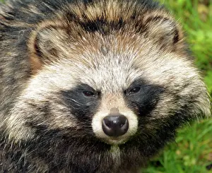 Raccoon: 80190075 Raccoon Dog - originally from Eastern Asia
