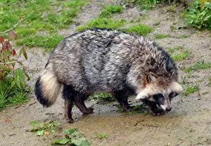 Raccoon: 80190076 Raccoon Dog - originally from Eastern Asia