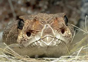 Threat: 80190078 Red Diamond Rattlesnake South Western USA
