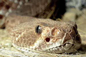 Shows: 80190079 Red Diamond Rattlesnake - Shows sensory