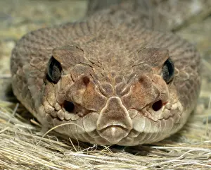 Shows: 80190080 Red Diamond Rattlesnake - Shows sensory