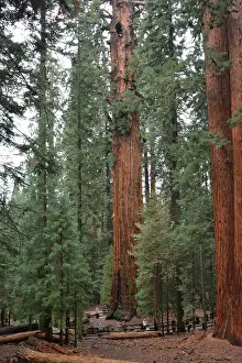 Size: 80190081 General Sherman Tree - the World's largest