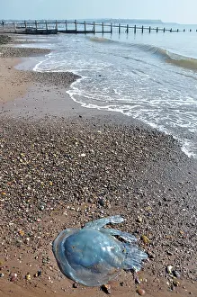 Sting: 80190082 Barrel Jellyfish - stranded on Devon coast