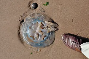 Sting: 80190083 Barrel Jellyfish - stranded on Devon coast