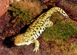 Salamander: 80190084 Tiger Salamander - moist habitats throughout